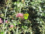 SX19685 Yellow butterfly on pink flower.jpg